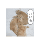 うちのねこ3（個別スタンプ：24）