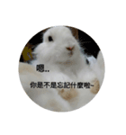 She is rabbit.（個別スタンプ：5）