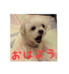 愛犬まのちゃん（個別スタンプ：1）