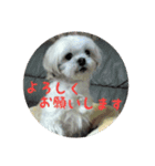 愛犬まのちゃん（個別スタンプ：8）