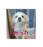 愛犬まのちゃん（個別スタンプ：11）