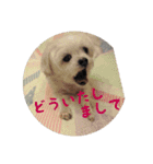 愛犬まのちゃん（個別スタンプ：12）