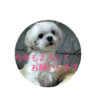 愛犬まのちゃん（個別スタンプ：16）