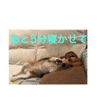 ビーグル犬エアロちゃん3（個別スタンプ：37）