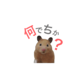 キンクマハムスターのおはぎくん（個別スタンプ：4）