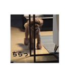 犬ですがなにか？③（個別スタンプ：3）