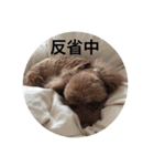 犬ですがなにか？③（個別スタンプ：7）