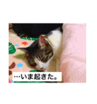 ゆるっと愛猫スタンプ（個別スタンプ：9）