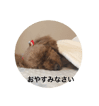 犬ですがなにか？（個別スタンプ：8）