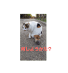 そとねこ（個別スタンプ：3）