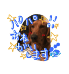 愛犬ポテト2（個別スタンプ：5）