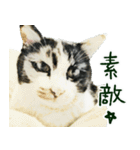 三毛猫姉さんのスタンプ（個別スタンプ：31）