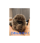 ぬことか色々、犬、ハリネズミ（個別スタンプ：21）