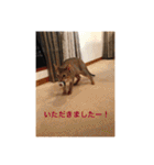 ぬことか色々、犬、ハリネズミ（個別スタンプ：26）