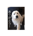 ぬことか色々、犬、ハリネズミ（個別スタンプ：27）