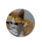 いやし～ねこ（個別スタンプ：4）