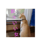 いやし～ねこ（個別スタンプ：10）