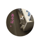 bokunonamaehamomotarou（個別スタンプ：4）