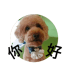 My baby My Dog1（個別スタンプ：8）