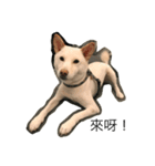 dog-Anita-1（個別スタンプ：2）