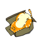 A fat orange cat（個別スタンプ：12）