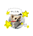 犬のスタンプ うちのチワワ（個別スタンプ：15）