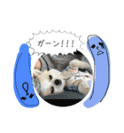 犬のスタンプ うちのチワワ（個別スタンプ：19）