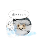 犬のスタンプ うちのチワワ（個別スタンプ：20）