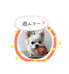 犬のスタンプ うちのチワワ（個別スタンプ：23）