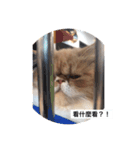 pets Taiwan（個別スタンプ：7）