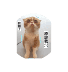 pets Taiwan（個別スタンプ：8）