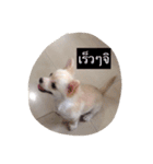 Bever the dog（個別スタンプ：15）