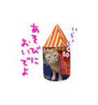 茶トラ猫みたらし（個別スタンプ：4）