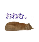 茶トラ猫みたらし（個別スタンプ：7）