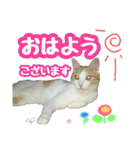 美猫のさくらちゃん♡（個別スタンプ：1）