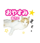 美猫のさくらちゃん♡（個別スタンプ：2）