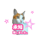 美猫のさくらちゃん♡（個別スタンプ：3）