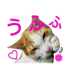 美猫のさくらちゃん♡（個別スタンプ：4）