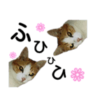 美猫のさくらちゃん♡（個別スタンプ：5）