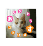 美猫のさくらちゃん♡（個別スタンプ：7）
