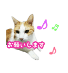 美猫のさくらちゃん♡（個別スタンプ：8）