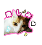 美猫のさくらちゃん♡（個別スタンプ：10）