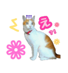 美猫のさくらちゃん♡（個別スタンプ：11）