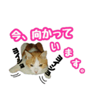 美猫のさくらちゃん♡（個別スタンプ：17）
