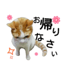 美猫のさくらちゃん♡（個別スタンプ：20）
