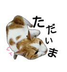 美猫のさくらちゃん♡（個別スタンプ：21）