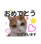 美猫のさくらちゃん♡（個別スタンプ：23）