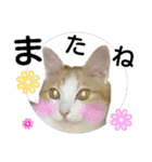 美猫のさくらちゃん♡（個別スタンプ：24）