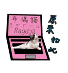 Ragdoll ラグドール(ショーン)（個別スタンプ：5）