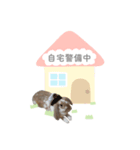 【実写】うさぎのここあ♪（個別スタンプ：2）